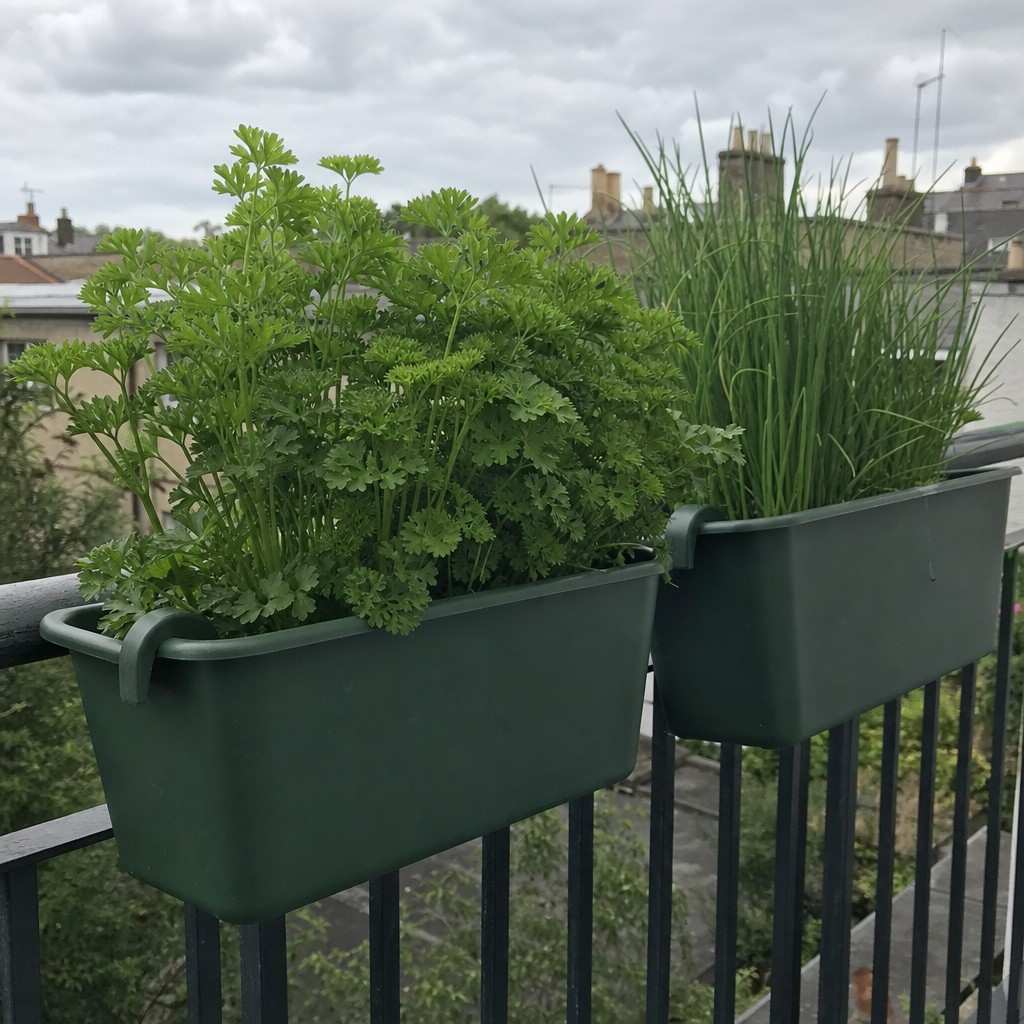 Close-up of two green plastic rail planters hooked over a metal balcony railing, filled with parsley and chives, flat overcast light