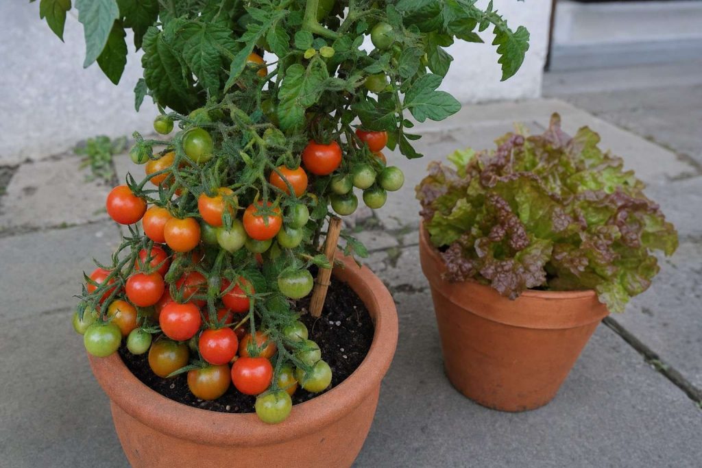 Cherry tomatoes ripening on a plant in a plain terracotta pot on a small UK patio, with lettuce in a second pot visible behind