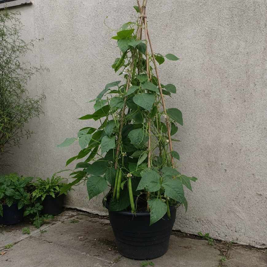 Runner beans climbing bamboo canes in a large dark pot on a patio, green pods visible among the foliage