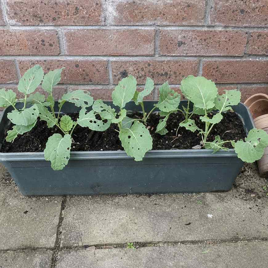 Row of young seedlings in a small raised trough showing slug damage on several leaves, UK patio setting