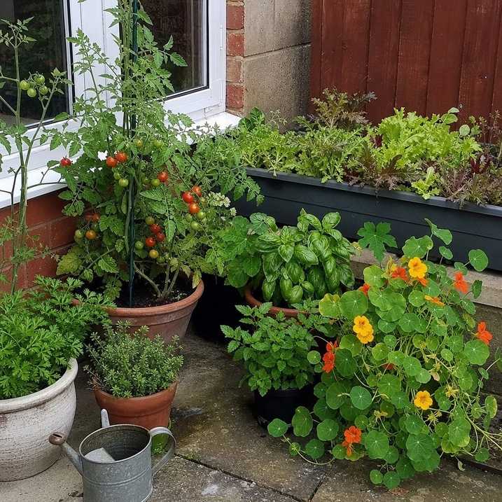 Same small paved corner now filled with containers of herbs, cherry tomatoes and trailing nasturtiums